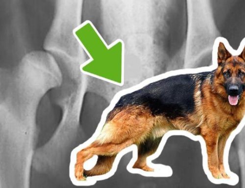 Official dog x-rays in Veterinary Orthopedics: what breeds need them, when and why