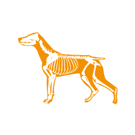 Teleconsulto Ortopedia Veterinaria_ Dr. Currenti