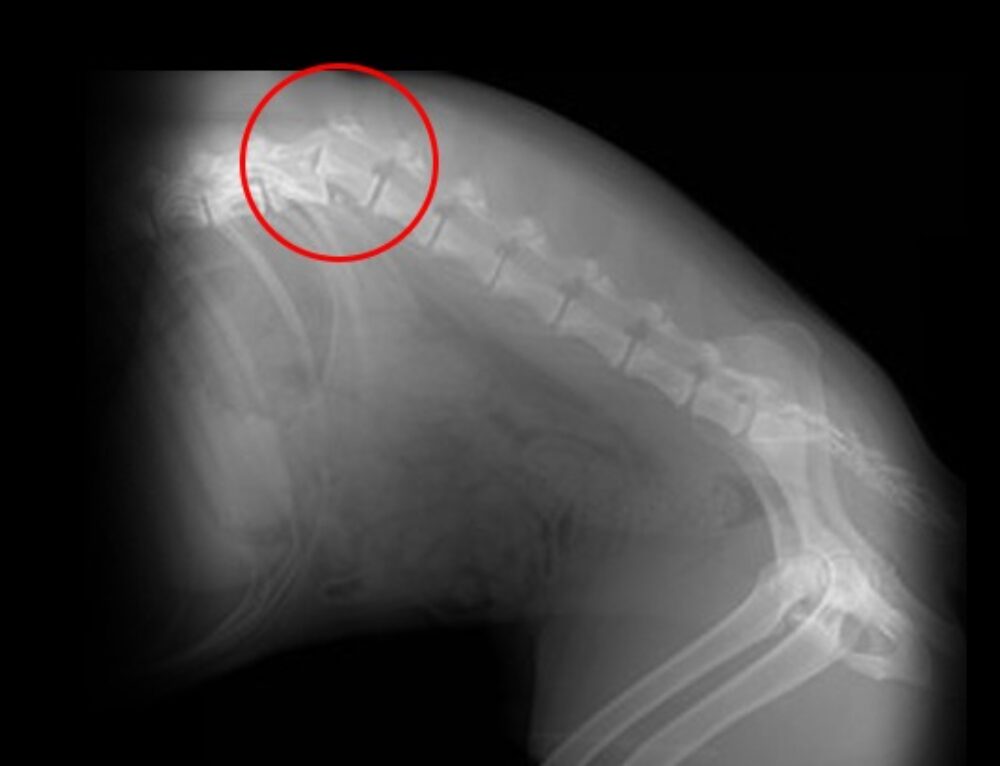 Hip dysplasia Marco Currenti Veterinary orthopedics