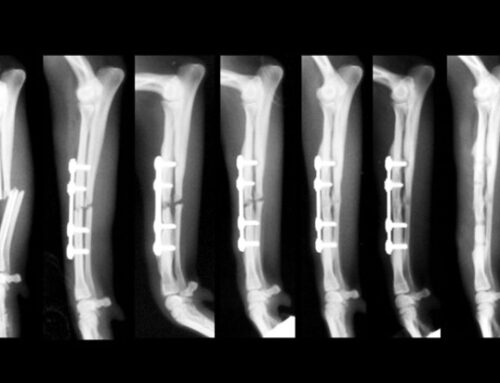 Fractures in dogs and cats: classification, treatments and recovery times