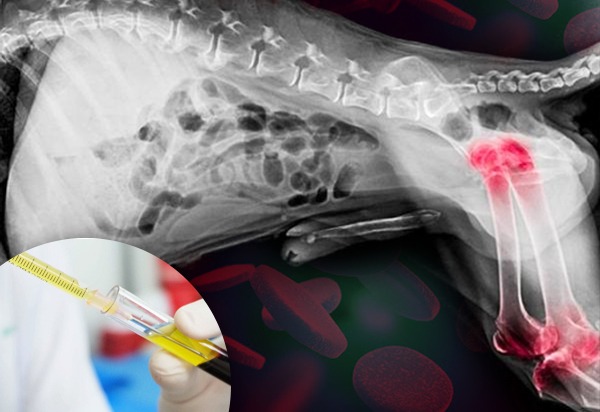 Artrosi nel cane e nel gatto | Currenti Ortopedia Veterinaria Sicilia