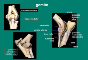 displasia del gomito nel cane