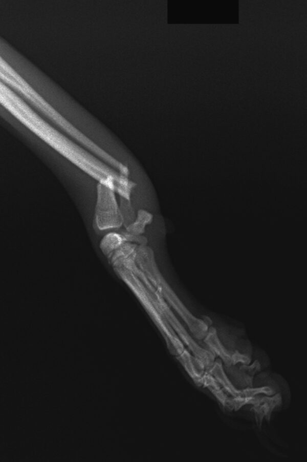 Frattura radio e ulna nel cane toy Currenti Ortopedia Veterinaria Frattura radio e ulna nel cane toy Currenti Ortopedia Veterinaria