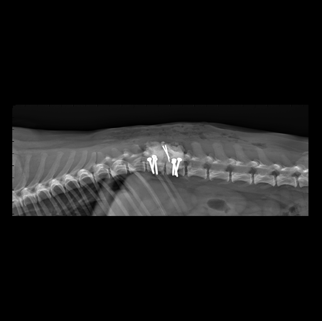 Stabilizzazione vertebrale trauma spinale gatto cane | Dr. Currenti Ortopedia Veterinaria Sicilia