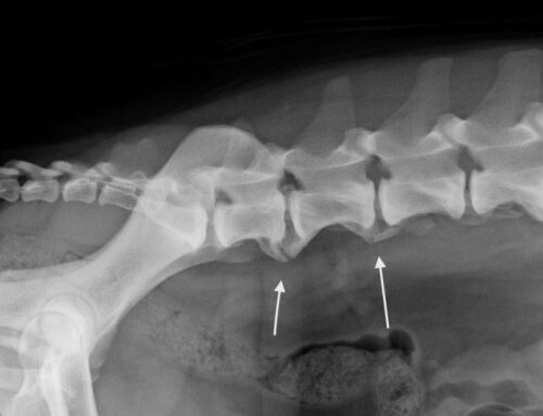 Spondilosi deformante cane | Currenti Ortopedia Veterinaria Sicilia