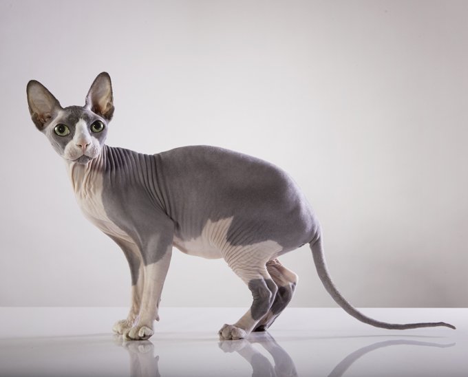 artrite settica felina_gatto sphynx