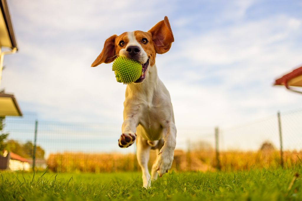 Biomeccanica del cane