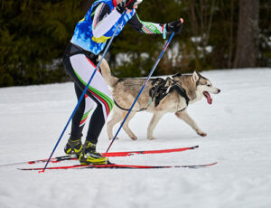 dieta del cane sportivo