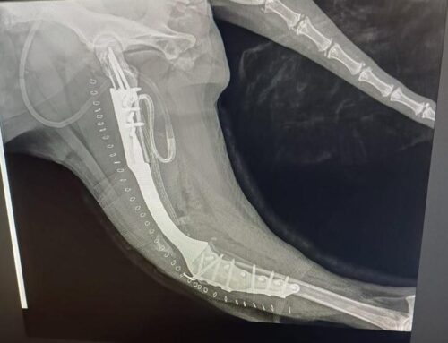 Osteosarcoma cane: il Limb Sparing è il trattamento protesico per la conservazione dell’arto che consente di evitare l’amputazione.