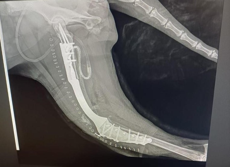 Osteosarcoma cane il Limb Sparing