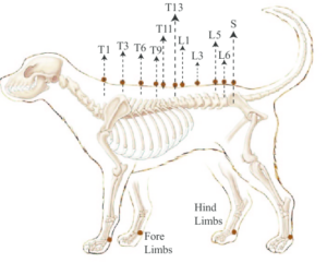 Ernia toracica, lombare e sacrale nel cane