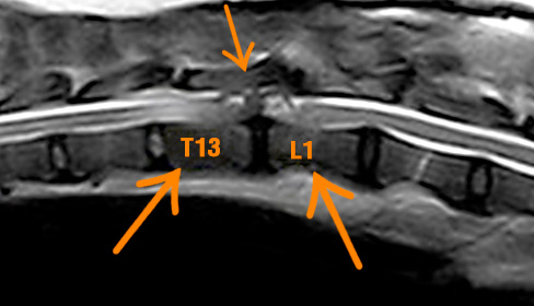 Ernia lombare toracica sacrale nel cane | Dr. Currenti Ortopedia Veterinaria Sicilia