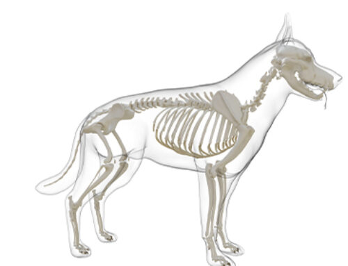 Scheletro cane: come è fatto? Anatomia e composizione delle ossa.