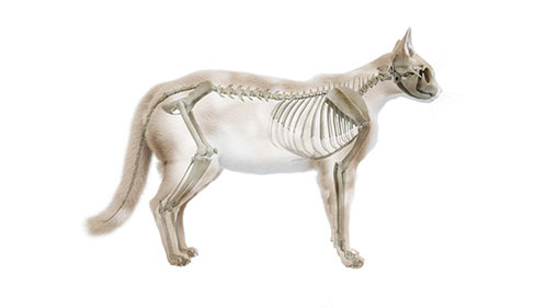 Lo scheletro del gatto Dr. Currenti Ortopedia Veterinaria Sicilia