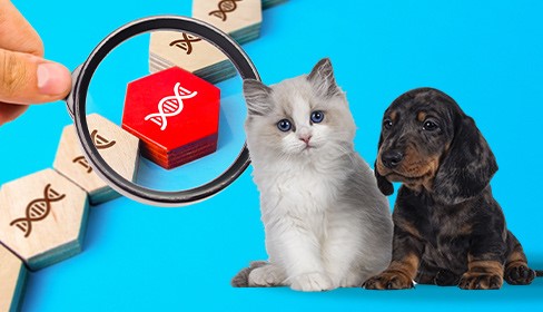Test-DNA-cane-gatto-Dr.-Currenti-Ortopedia-Veterinaria-in-Sicilia