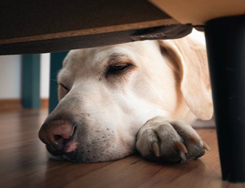 Dolore e stress nel cane e nel gatto: un circolo vizioso che parte dal cervello