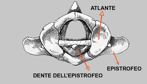 Lussazione cervicale C1 C2 cane gatto | Dr. Currenti Ortopedia Veterinaria Sicilia