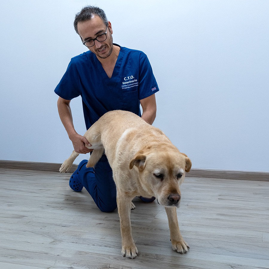 marco-currenti-ortopedia-veterinaria-a-catania Ortopedia veterinaria cani e gatti di Malta_Dr. Currenti