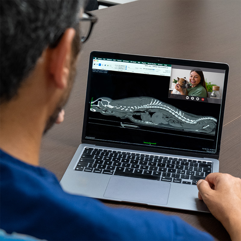 Teleconsulto Ortopedia Veterinaria_ Dr. Currenti