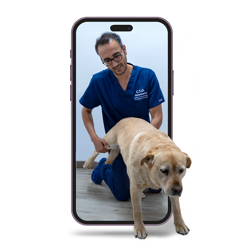 Teleconsulto Ortopedia Veterinaria_ Dr. Currenti